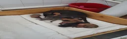 Italian Greyhound dogs for sale: Stunning kc Italian greyhounds  - Advert 12