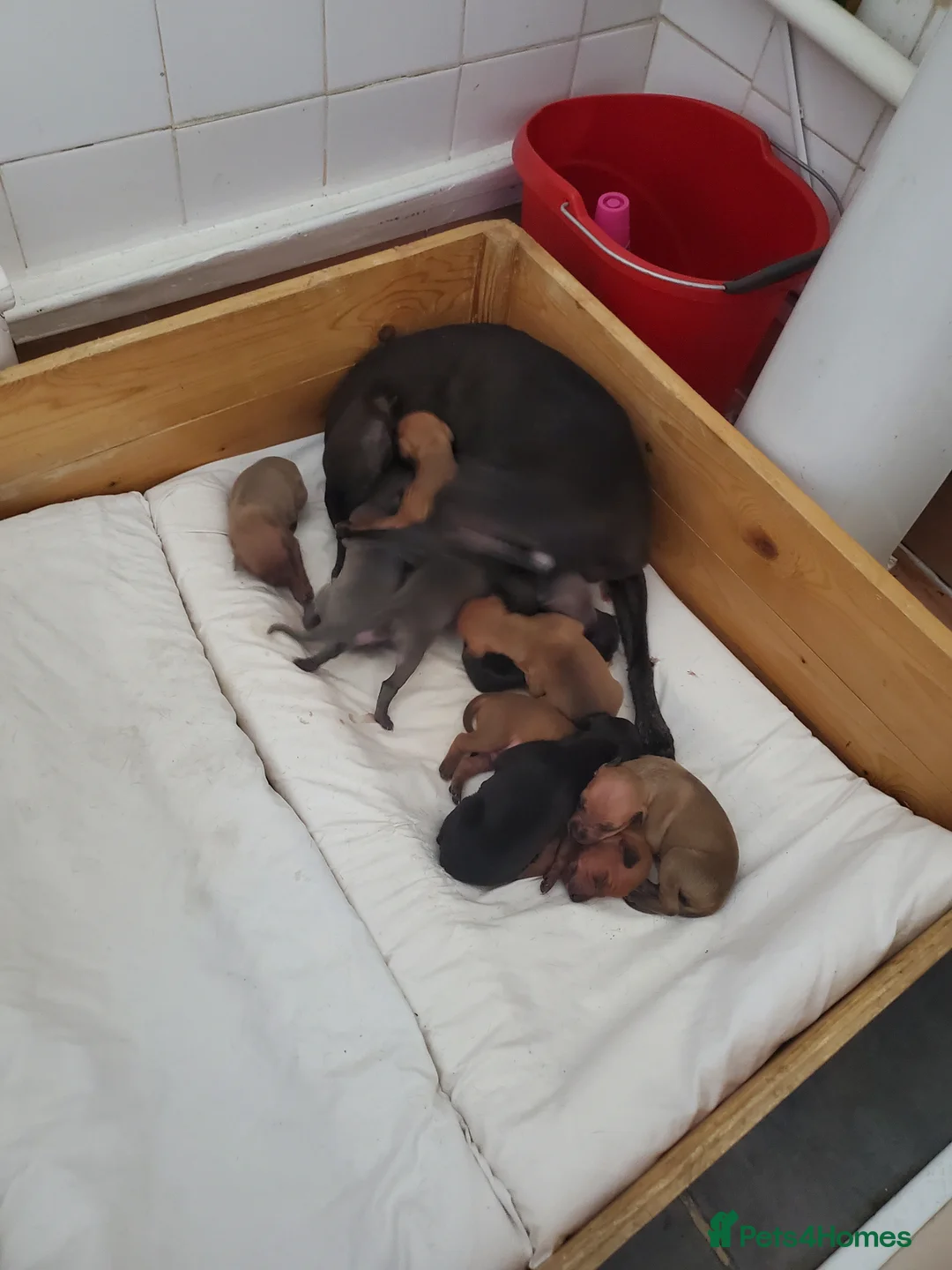 Italian Greyhound dogs for sale: Stunning kc Italian greyhounds  - Advert 12