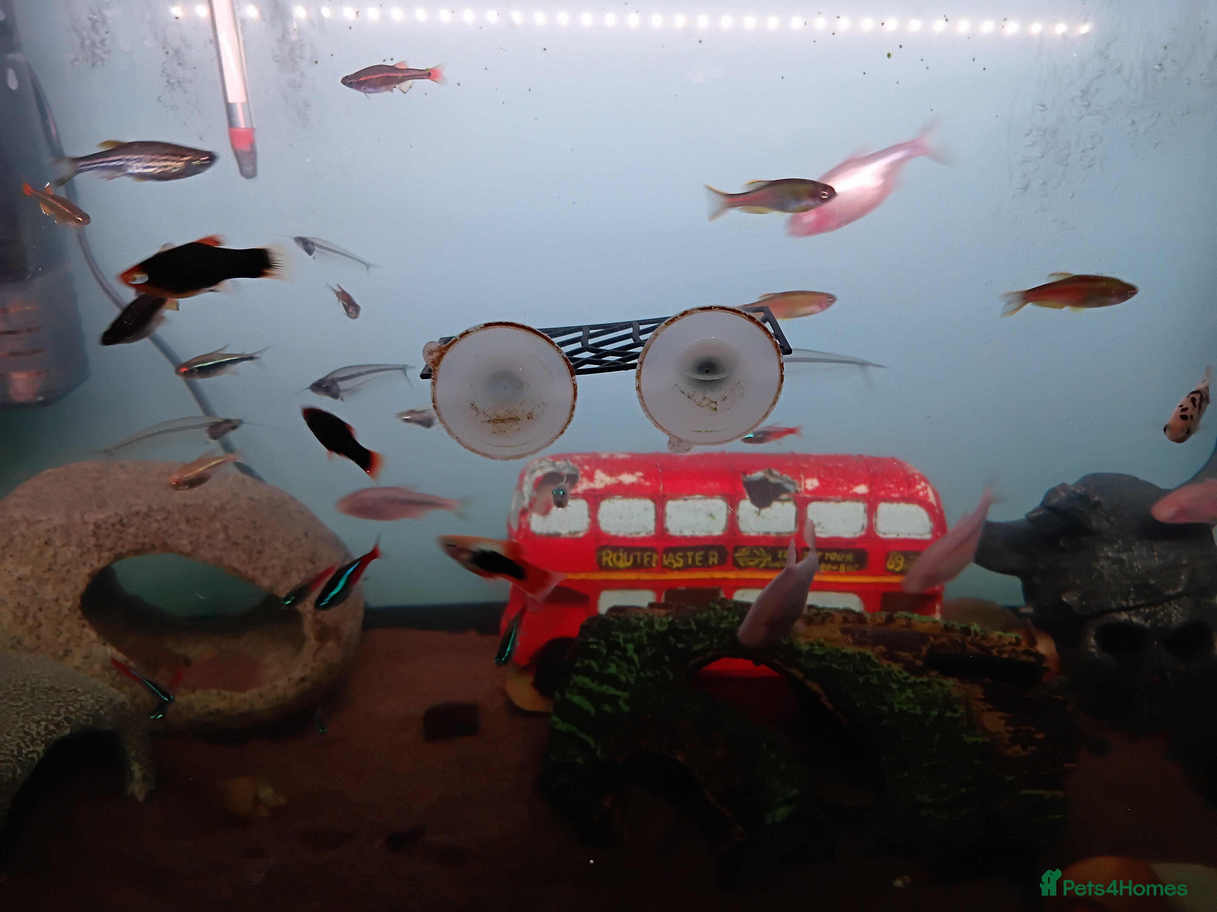 Other/Mixed Breed fish Live Bearing Fish and 1 Red Male Betta - Advert 2