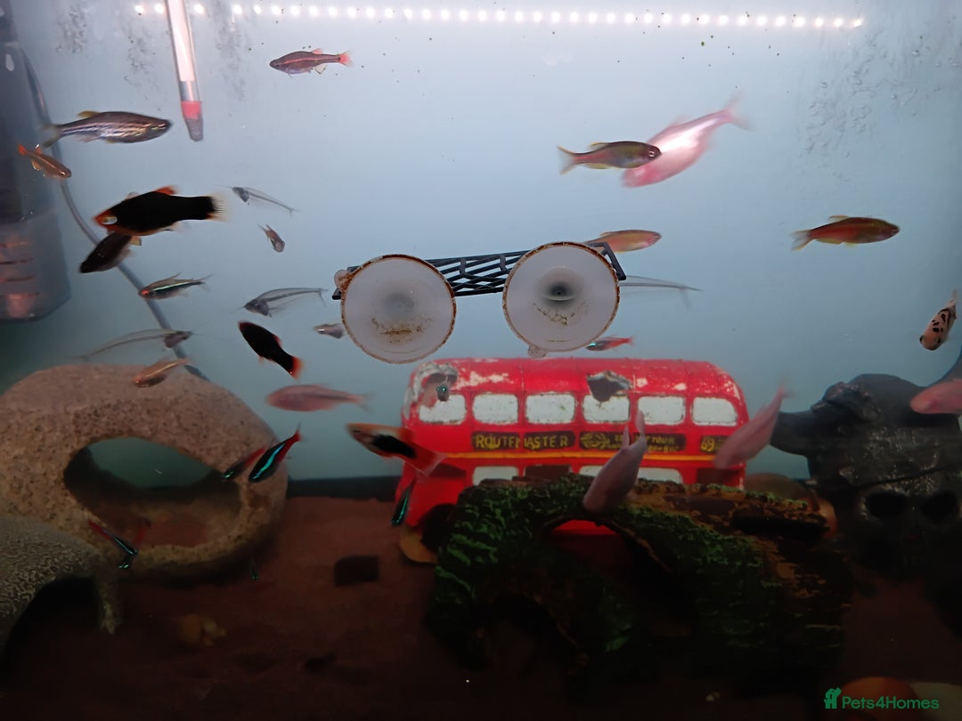 Other/Mixed Breed fish for sale: Live Bearing Fish and 1 Red Male Betta - Advert 1