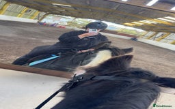 Irish Cob horses for sale: 14hh mother, daughter dream pony - Image 3