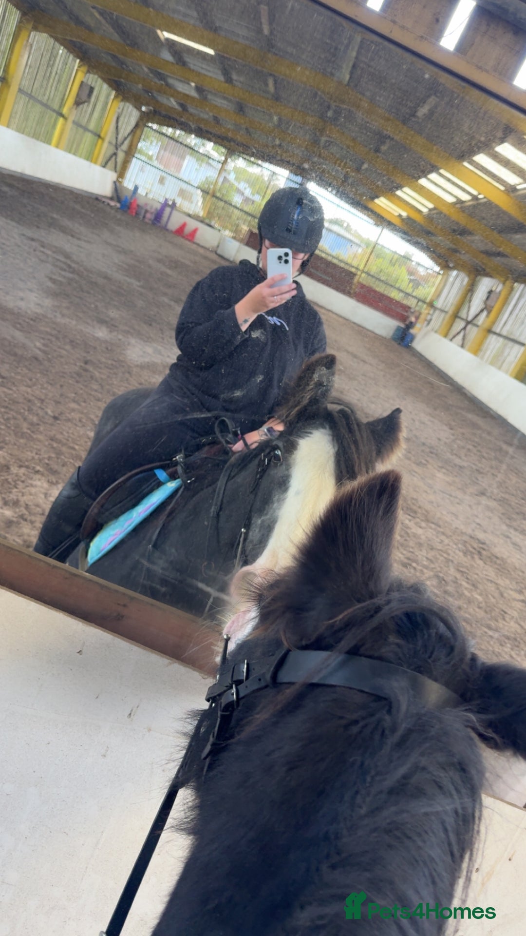Irish Cob horses for sale: 14hh mother, daughter dream pony - Image 3