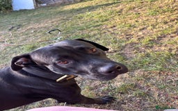 Mixed Breed dogs for sale: Beautiful rocco - Image 5