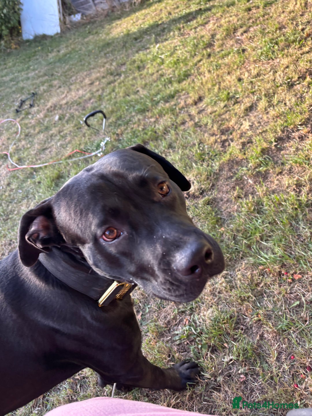 Mixed Breed dogs for sale: Beautiful rocco - Image 5