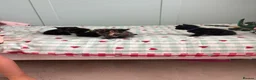 Mixed Breed cats for sale: 1 male kitten left  in Melksham - Advert 8
