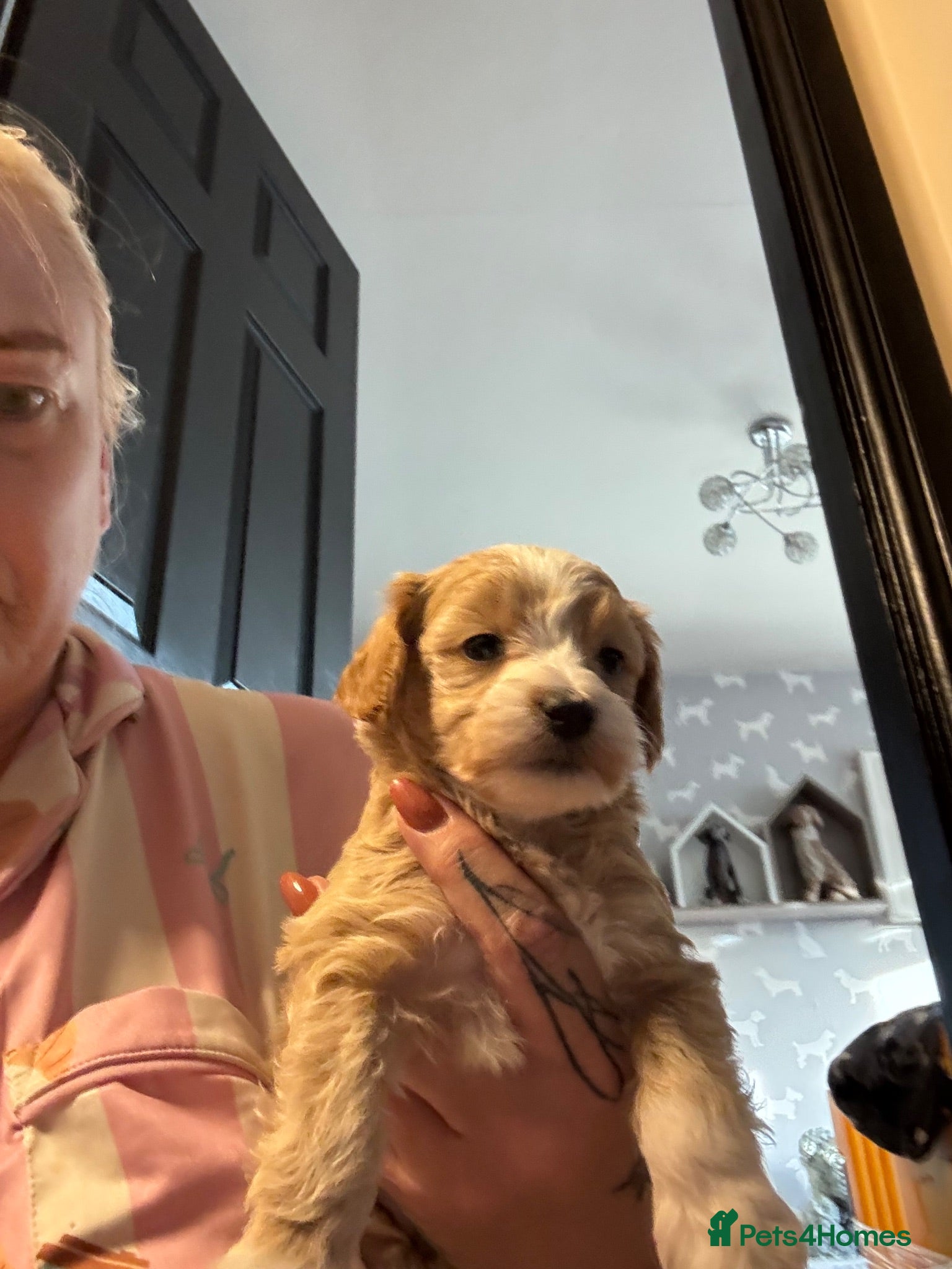 Maltipoo dogs Teddy bear maltipoo puppies  - Advert 1