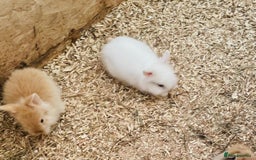 Lionhead rabbits for sale: Beautiful Lion head Baby Bunnies  - Image 14