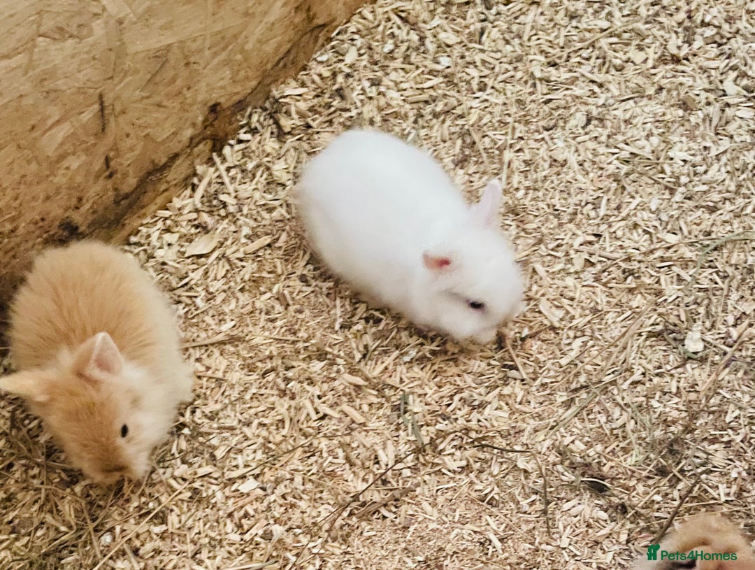 Lionhead rabbits for sale: Beautiful Lion head Baby Bunnies  - Image 14