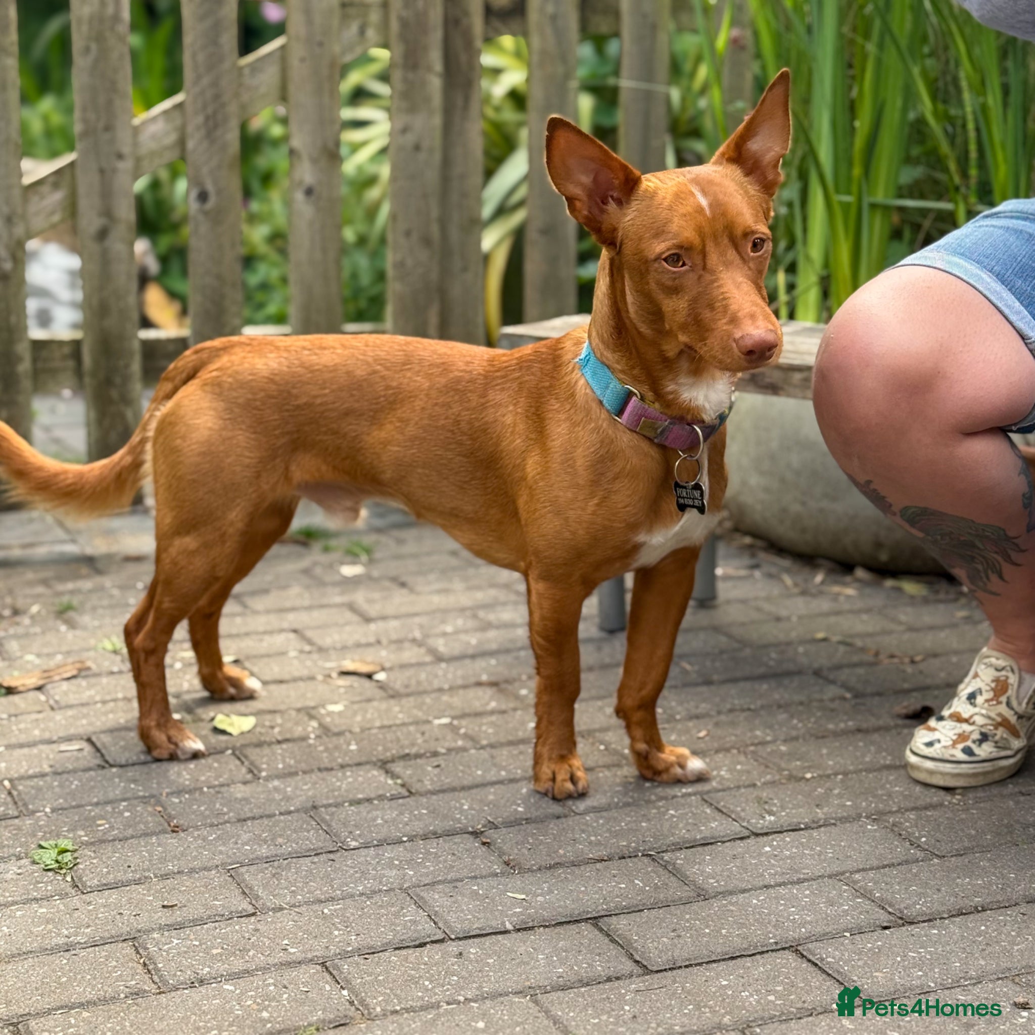 Mixed Breed dogs Shadow - Podenco Maneto  - Advert 8