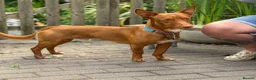 Mixed Breed dogs for adoption: Shadow - Podenco Maneto  - Advert 1