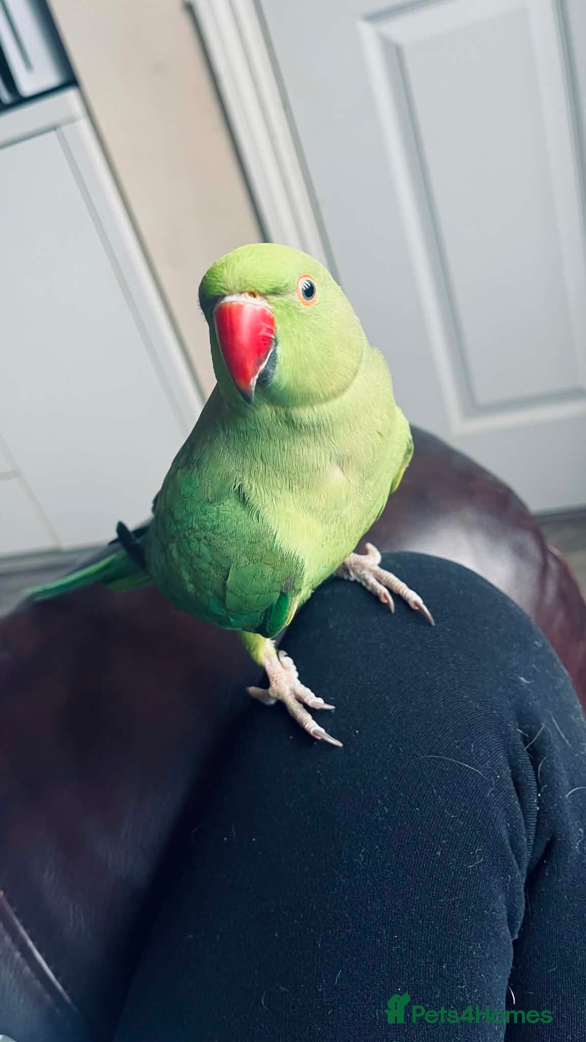 Ringnecks birds Female green ringneck 10month old  - Advert 1
