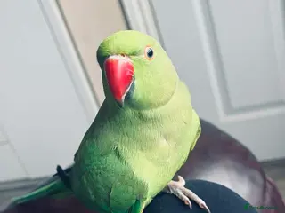 Ringnecks birds Female green ringneck 10month old - Advert 1