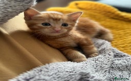 European cats for sale: Ginger boy looking for forever home  - Image 3