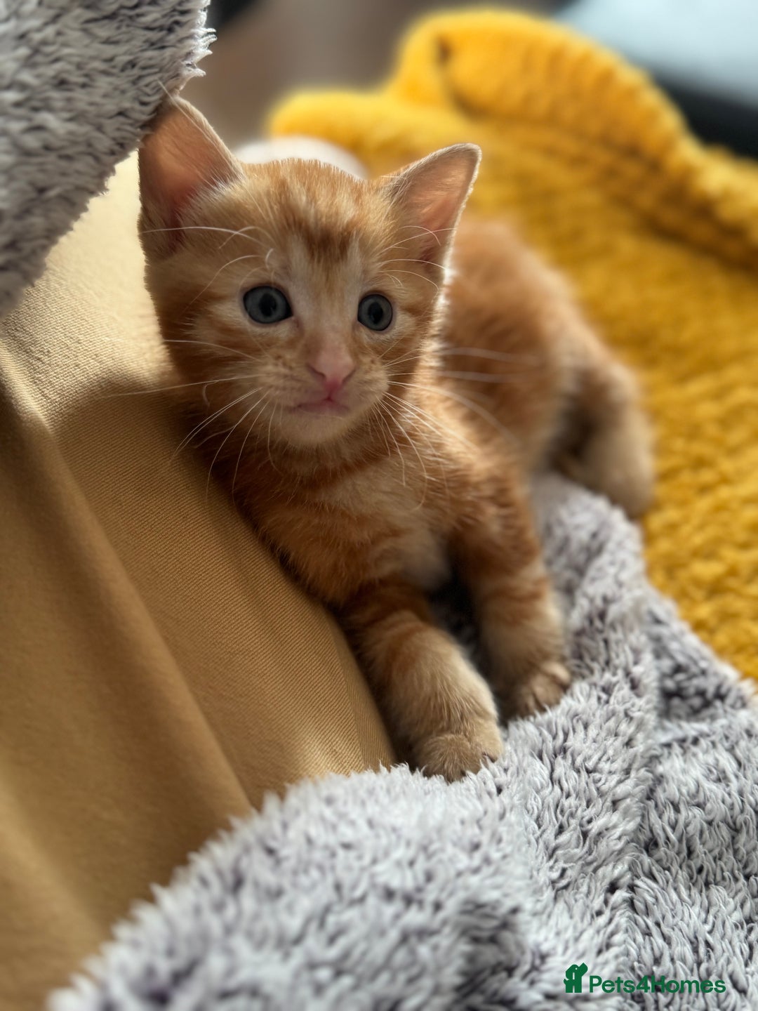 European cats for sale: Ginger boy looking for forever home  - Image 3