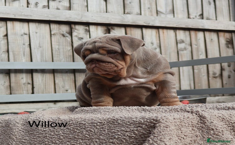 English Bulldog dogs - Advert 2
