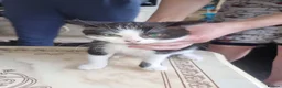Mixed Breed cats for sale: Beautiful kittens  in Croydon - Advert 1