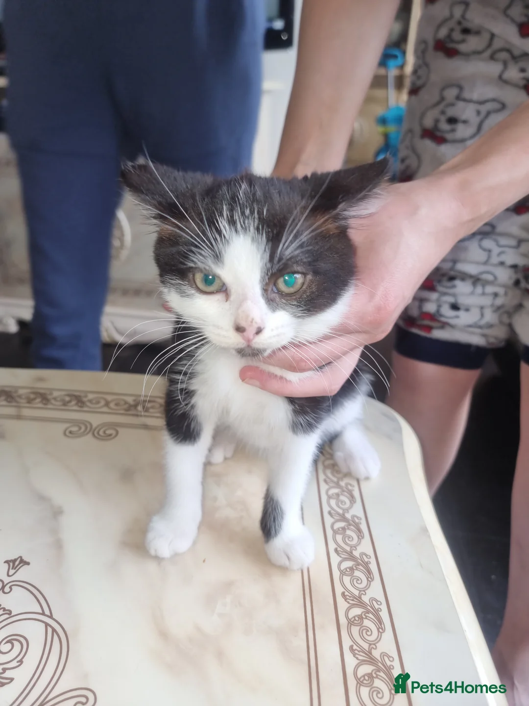 Mixed Breed cats for sale: Beautiful kittens  in Croydon - Advert 1