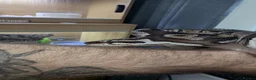 Python Snake reptiles for sale: ball python  - Advert 3