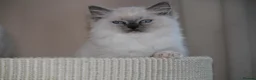 Ragdoll cats for sale: Beautiful ragdoll kittens in Manchester - Advert 15