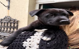 Mixed Breed dogs for sale: Labrakita - Image 14