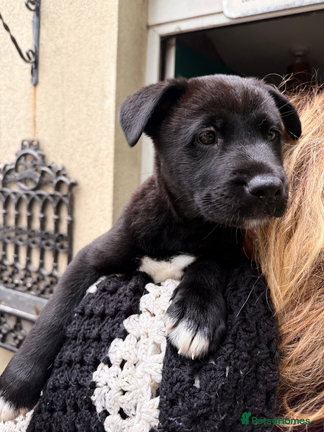 Mixed Breed dogs for sale: Labrakita - Image 14