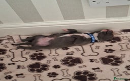 Staffordshire Bull Terrier dogs for sale: Male staffy ready 26th August - Image 5
