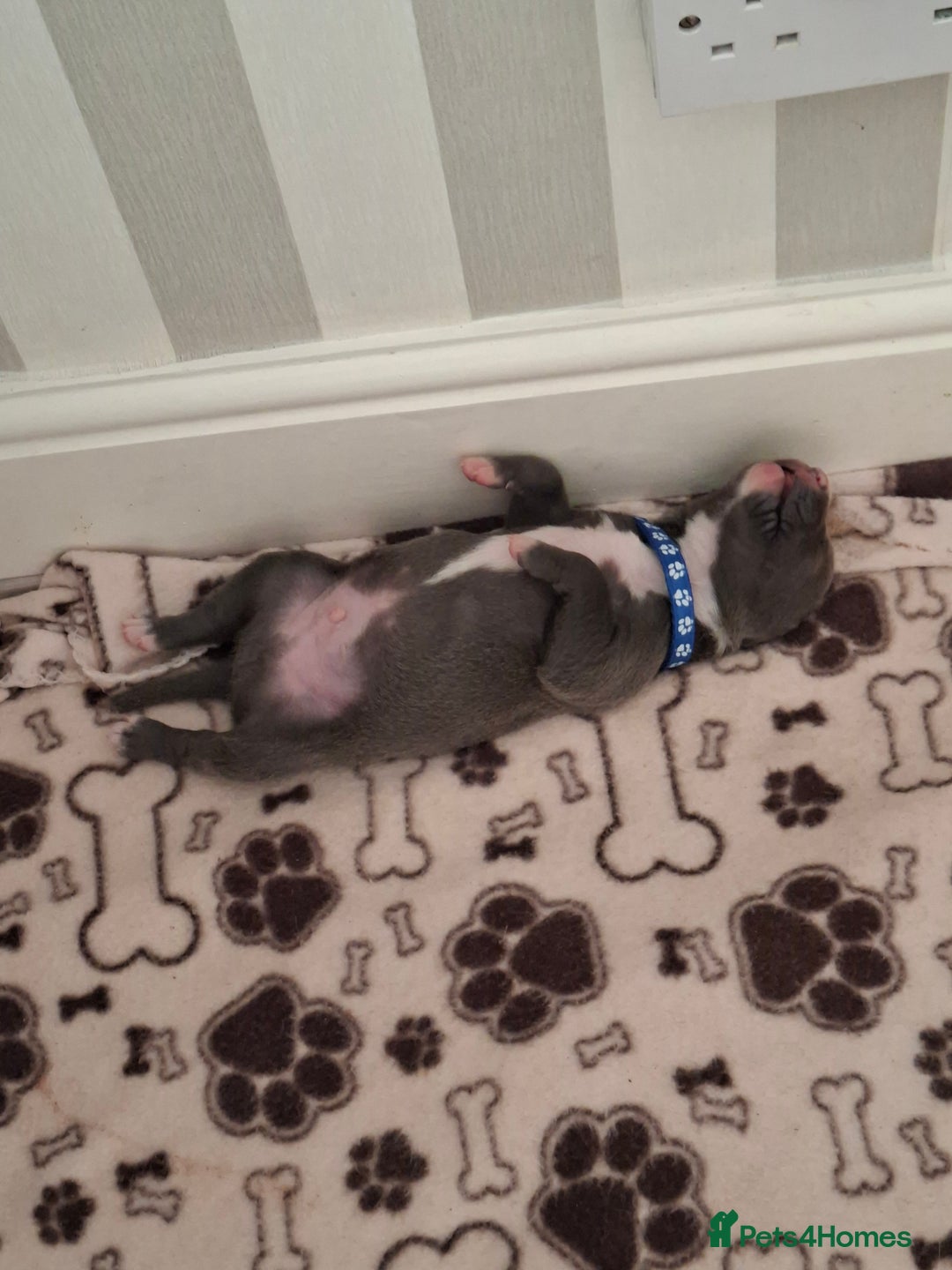 Staffordshire Bull Terrier dogs for sale: Male staffy ready 26th August - Image 5
