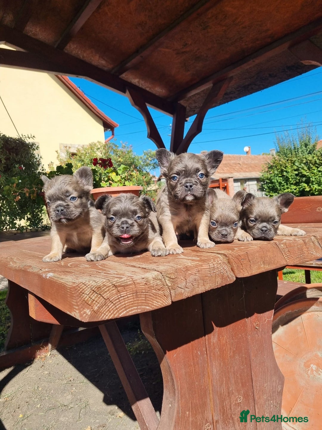 French Bulldog dogs for sale: Fluffy French Bulldog–Ready for Their Homes - Image 6