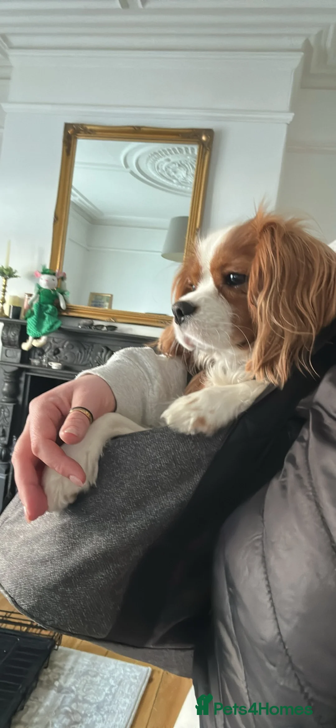 Cavalier King Charles Spaniel dogs for stud: Stud- Whiskey - Advert 5