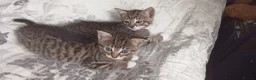 Siberian cats for sale: 4 kittens for sale - Advert 27