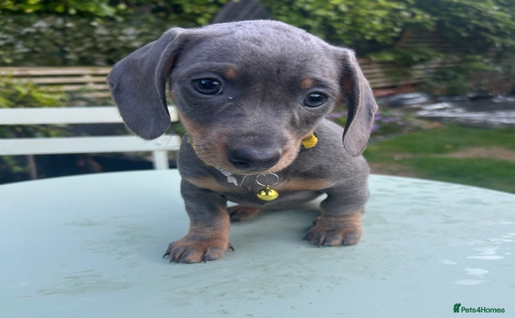 Miniature Dachshund dogs - Advert 9