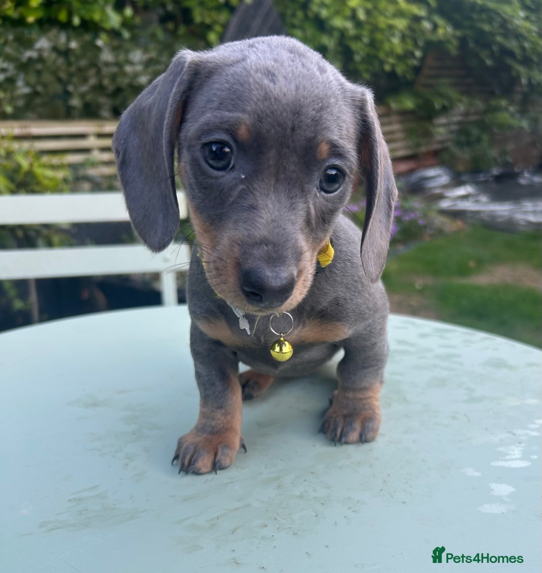 Miniature Dachshund dogs for sale: 💙Miniature Dachshund Puppies – Isabella & Blue 💖 - Image 1