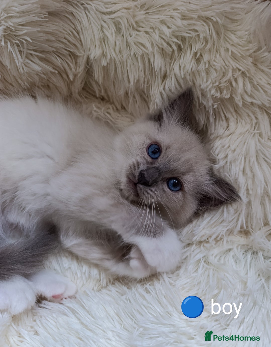 Ragdoll cats for sale: Adorable Ragdoll kittens - Image 8