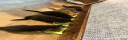 Mixed Breed cats for sale: 6 lovely kittens  - Advert 2
