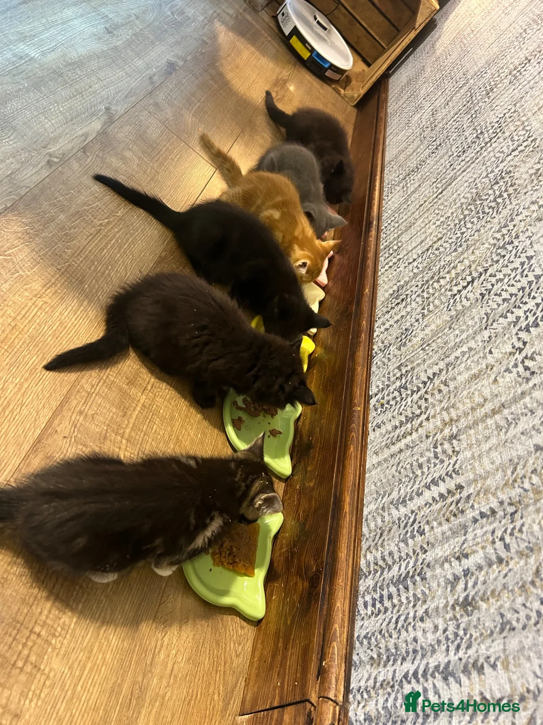 Mixed Breed cats for sale: 6 lovely kittens  - Advert 2