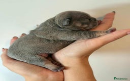 French Bulldog dogs for sale: French Bulldog Puppies - Image 4