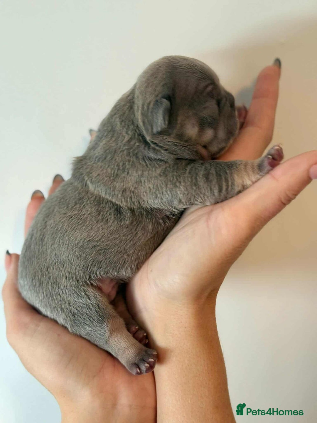 French Bulldog dogs for sale: French Bulldog Puppies - Image 4
