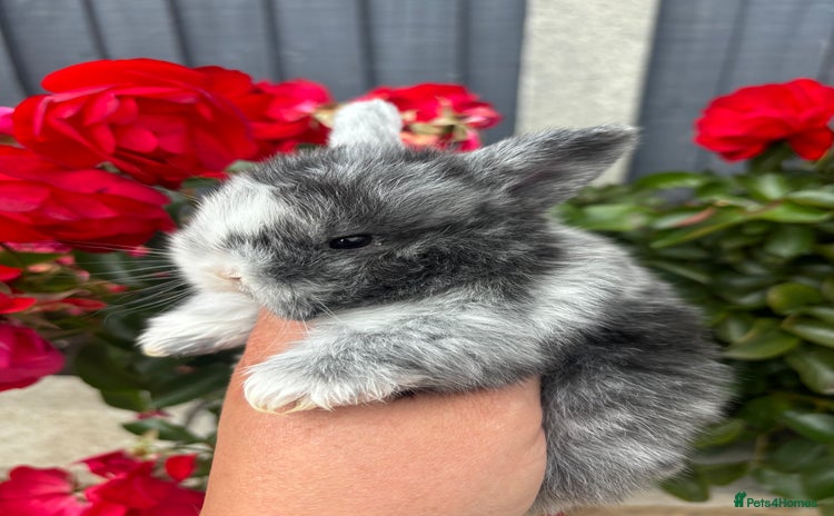 Mini Lop rabbits - Advert 3
