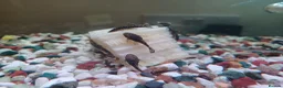 Plecos fish for sale: Bristlenose plecos available - Advert 2