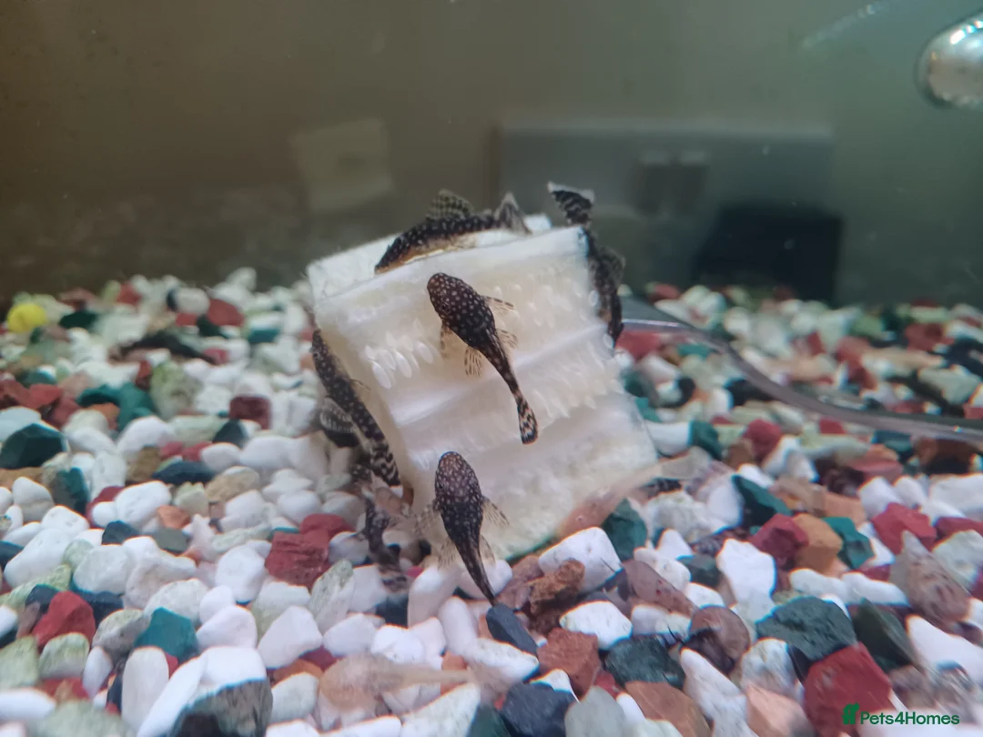 Plecos fish for sale: Bristlenose plecos available - Advert 2