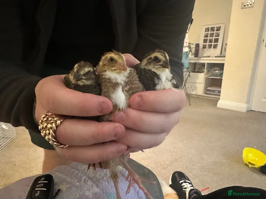 Quail poultry for sale: Celadon quails in Waterlooville - Advert 3
