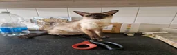Siamese cats for sale: Old Style Siamese Kittens For Sale in Abingdon - Advert 14