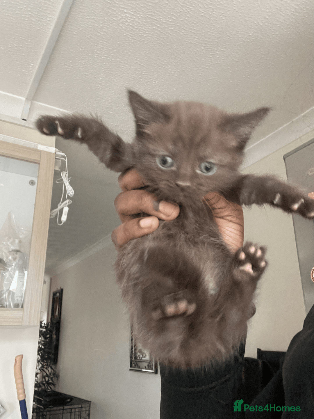 British Shorthair cats for sale: 5x British shorthair kittens for sale - Image 2