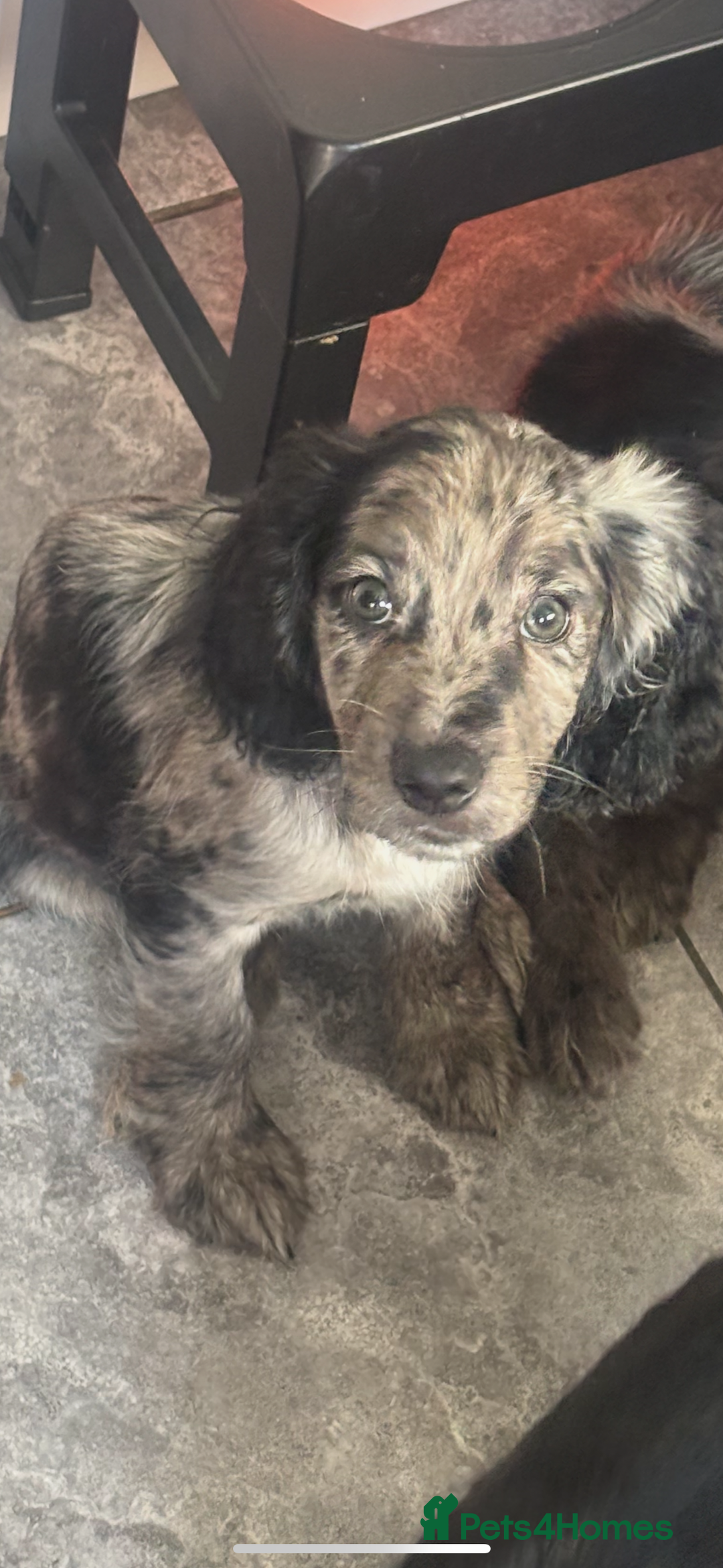 Cocker Spaniel dogs for sale: FINAL REDUCTION working cocker span in Gravesend - Image 1
