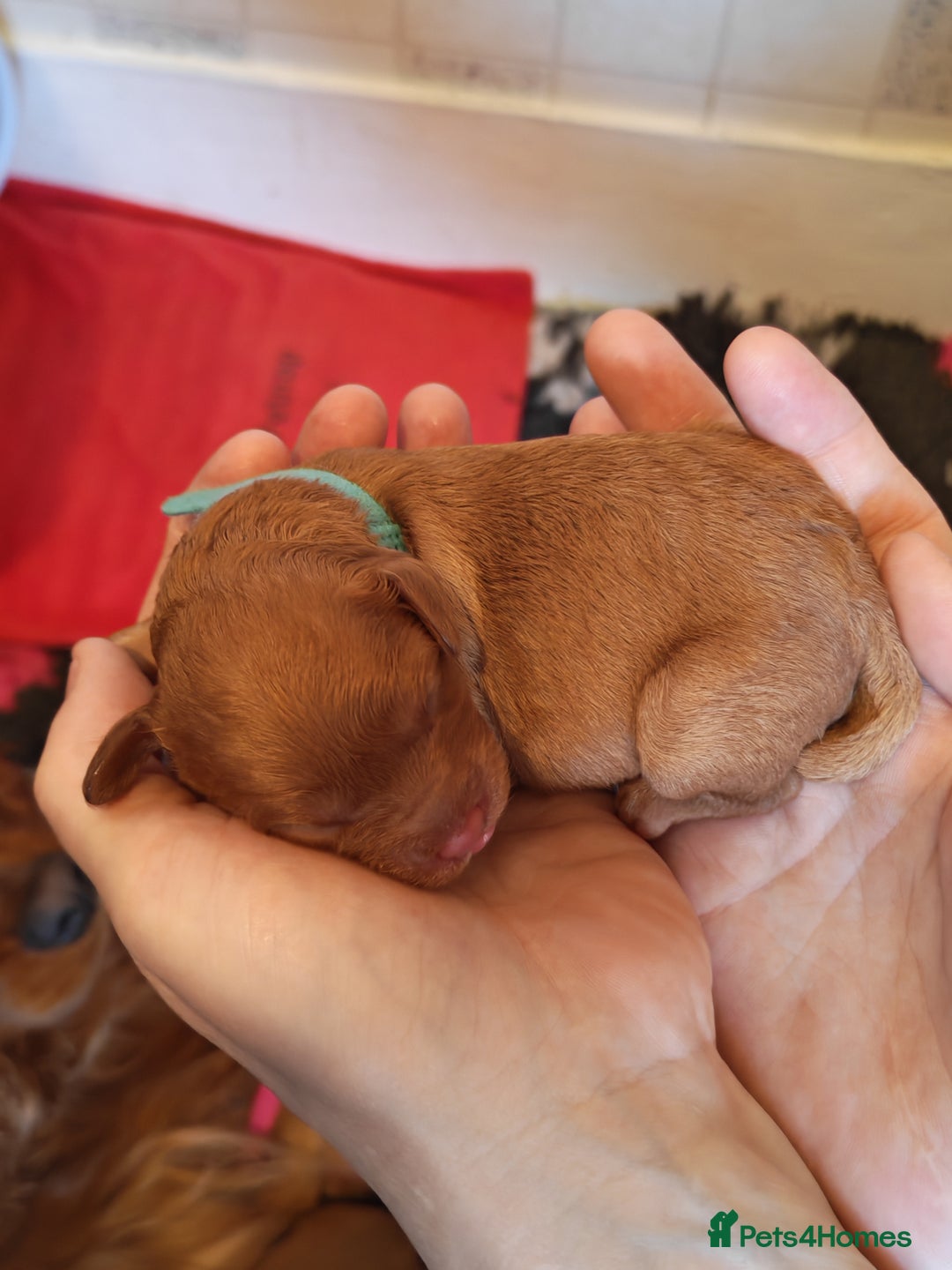 Cavapoo dogs for sale: F1 Cavapoos - HT Parents - Sep Collect - Image 13