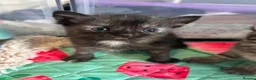 Exotic cats for sale: Exotic Persian shorthair in Saint Austell - Advert 7