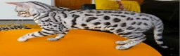 Bengal cats for sale: Exceptional Silver Rosetted Boy Available  - Advert 12