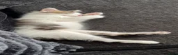 Mixed Breed cats for sale: Female kitten - Advert 3