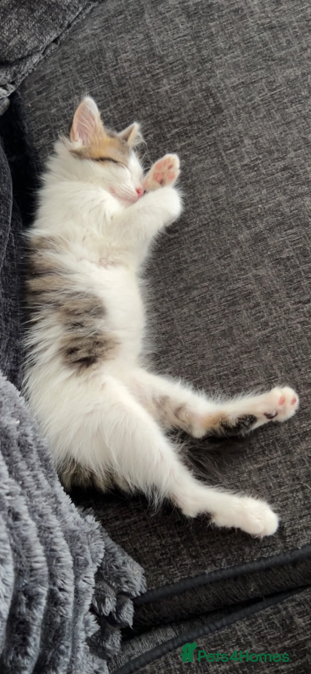 Mixed Breed cats for sale: Female kitten - Advert 3