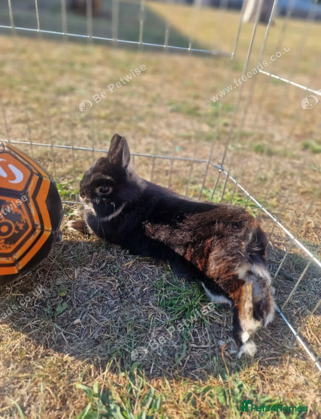 Netherland Dwarf rabbits for sale: Pure Netherlands Doe  - Advert 1